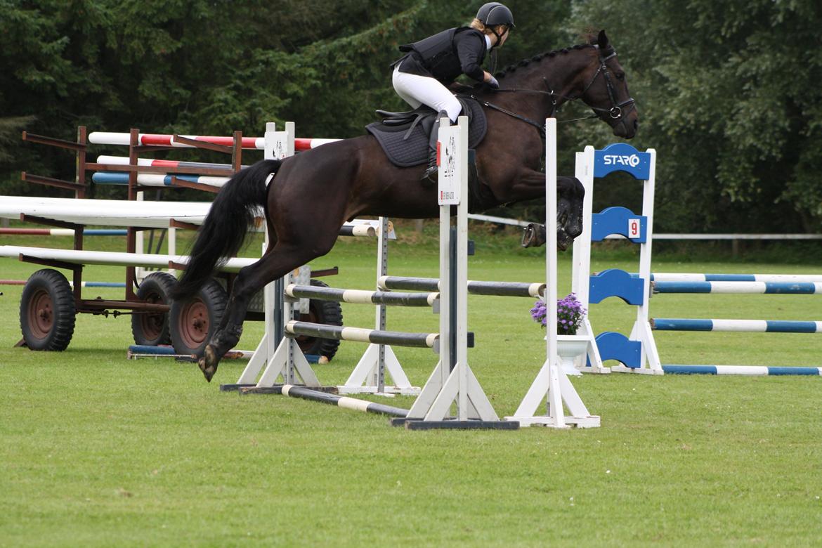 Dansk Varmblod Libaks Gemini aka. Gemse billede 17