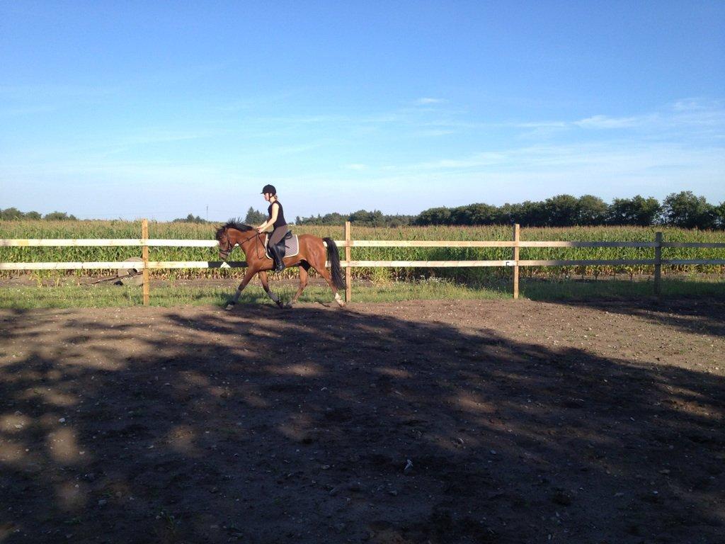 DSP Storgaards Amadeus billede 7