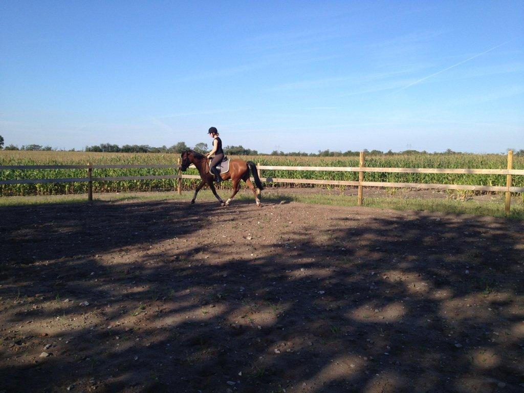 DSP Storgaards Amadeus billede 8