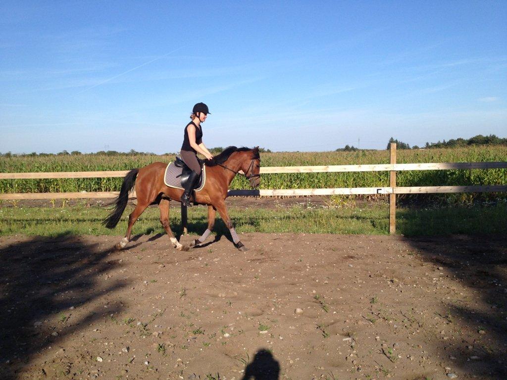 DSP Storgaards Amadeus billede 6