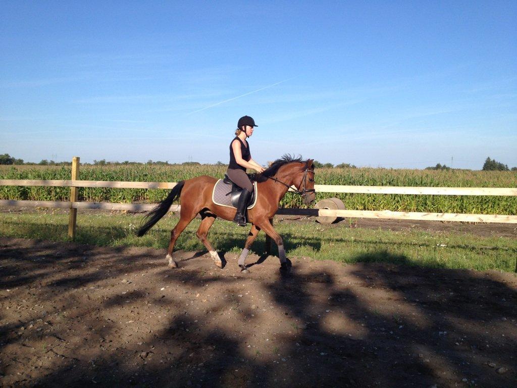 DSP Storgaards Amadeus billede 9