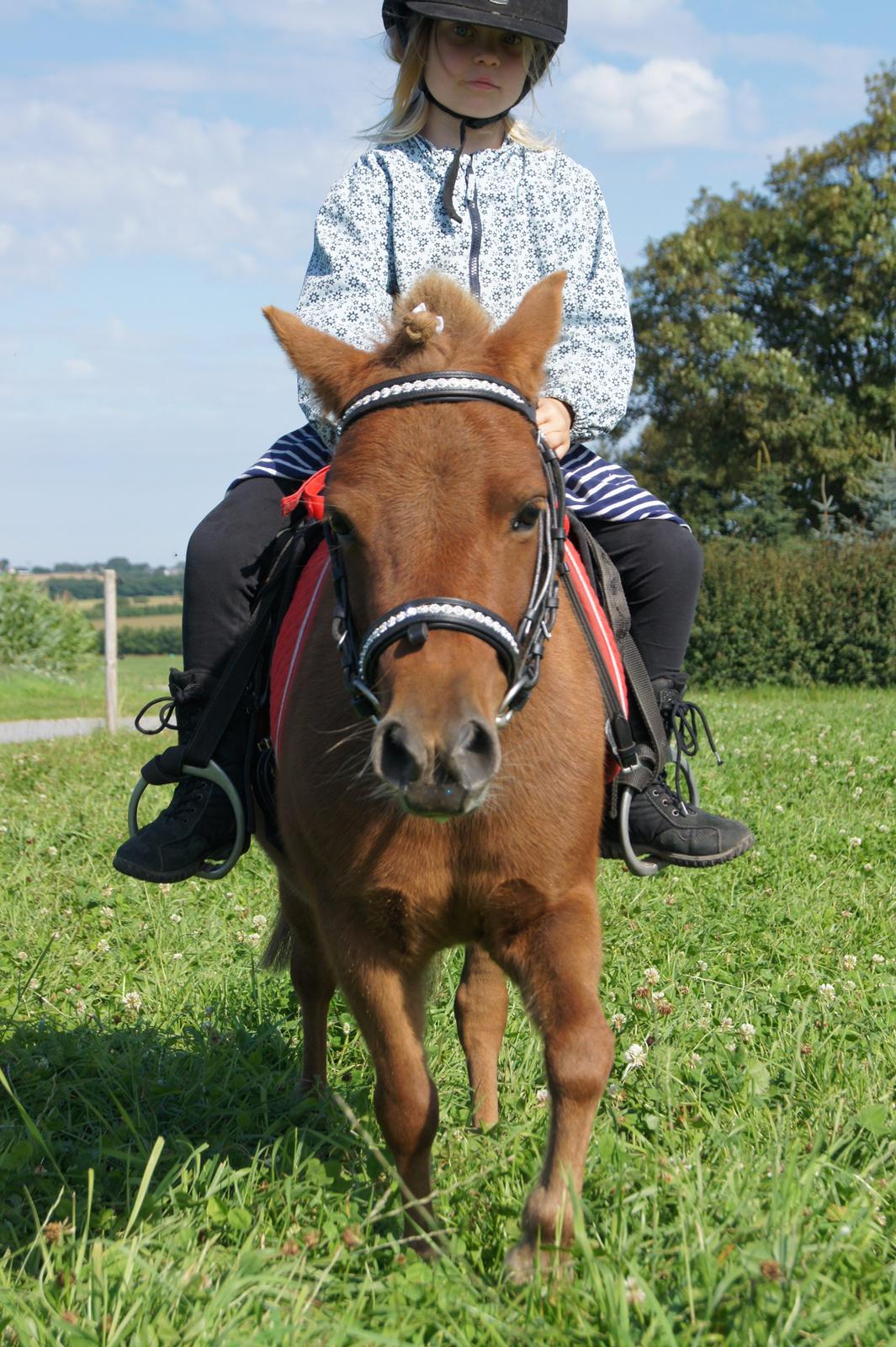 Shetlænder Jasmin >>SOLGT<< billede 6