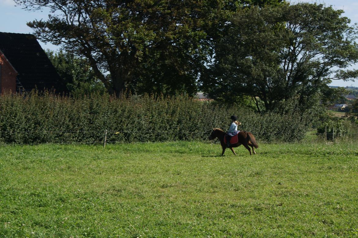 Shetlænder Jasmin >>SOLGT<< billede 2