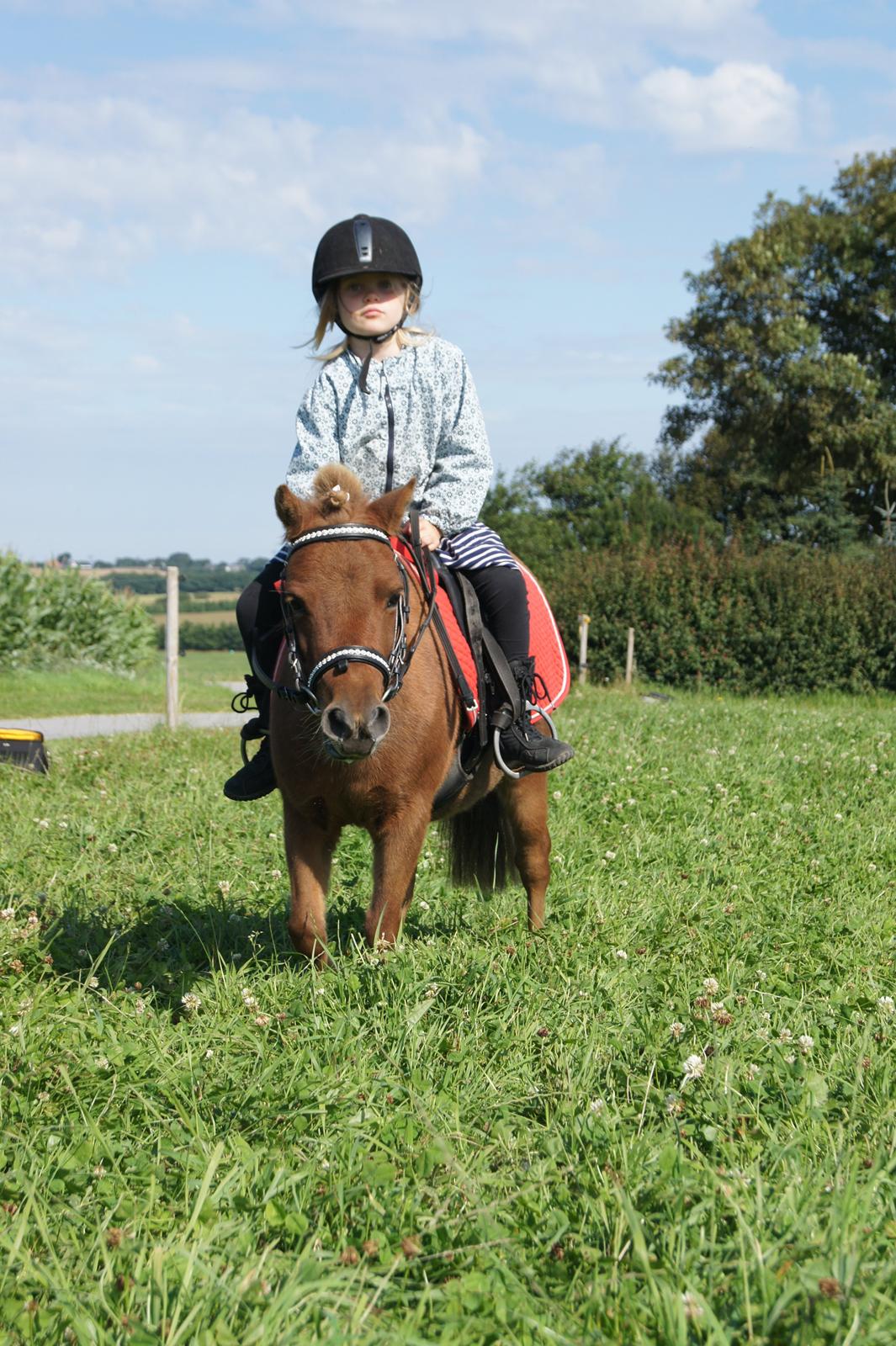 Shetlænder Jasmin >>SOLGT<< billede 1