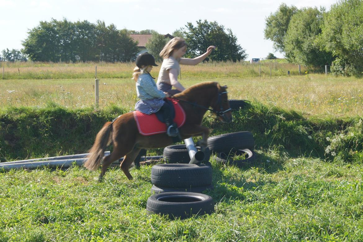Shetlænder Jasmin >>SOLGT<< billede 3