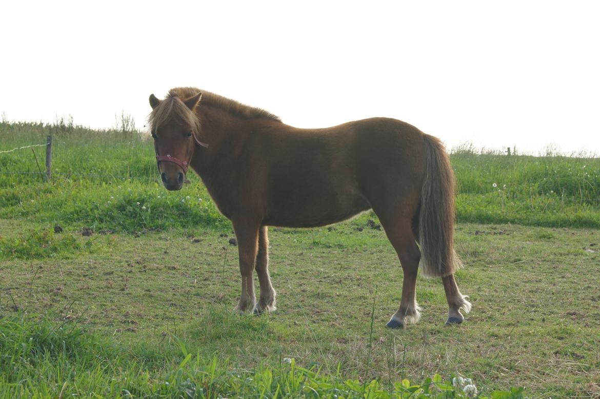 Shetlænder Jasmin >>SOLGT<< billede 4