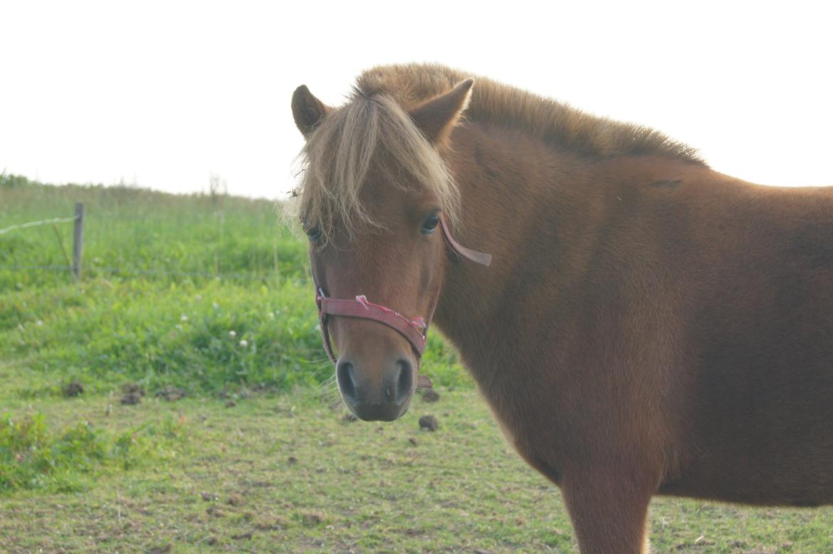 Shetlænder Jasmin >>SOLGT<< billede 5