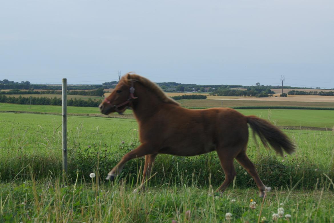 Shetlænder Jasmin >>SOLGT<< billede 7