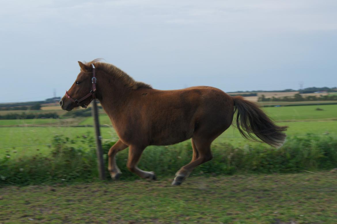 Shetlænder Jasmin >>SOLGT<< billede 8