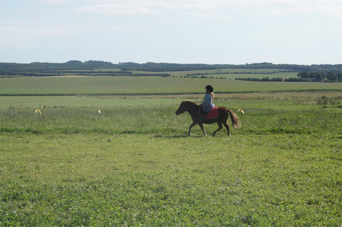 Shetlænder Jasmin >>SOLGT<< billede 9