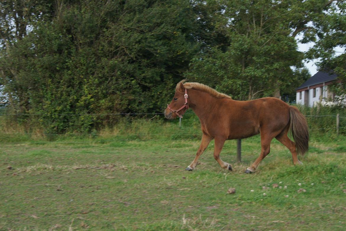 Shetlænder Jasmin >>SOLGT<< billede 10