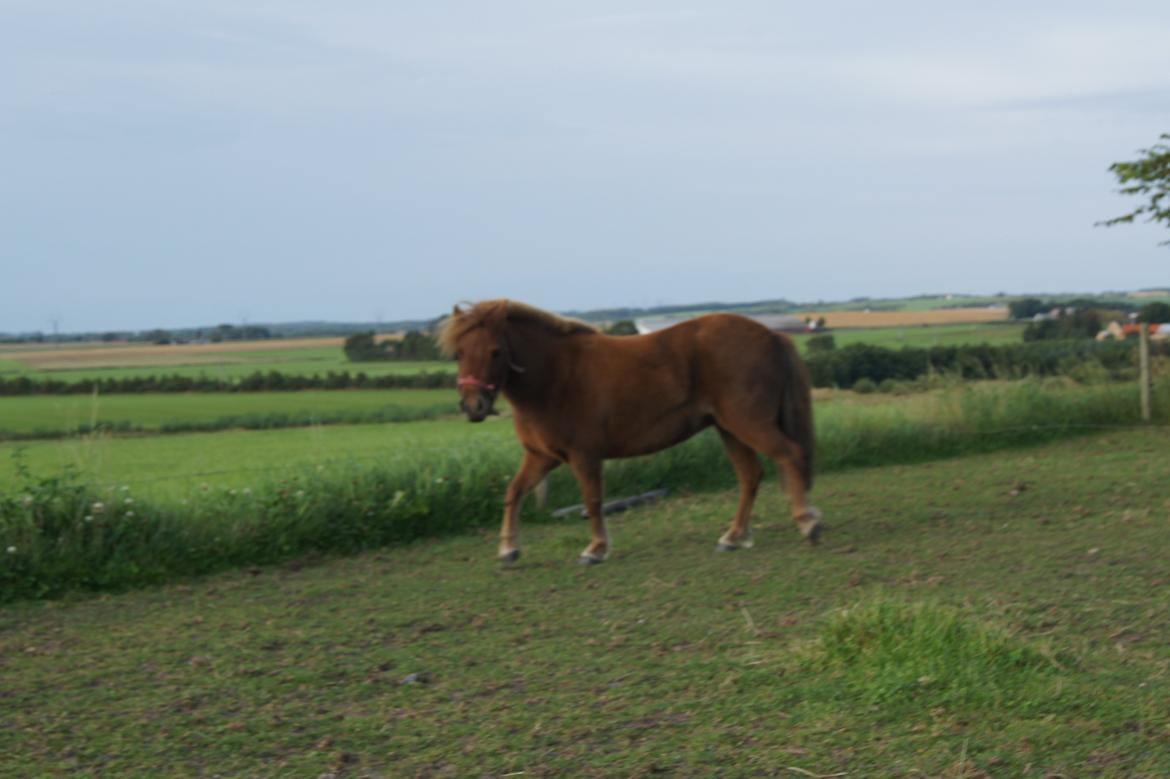 Shetlænder Jasmin >>SOLGT<< billede 11
