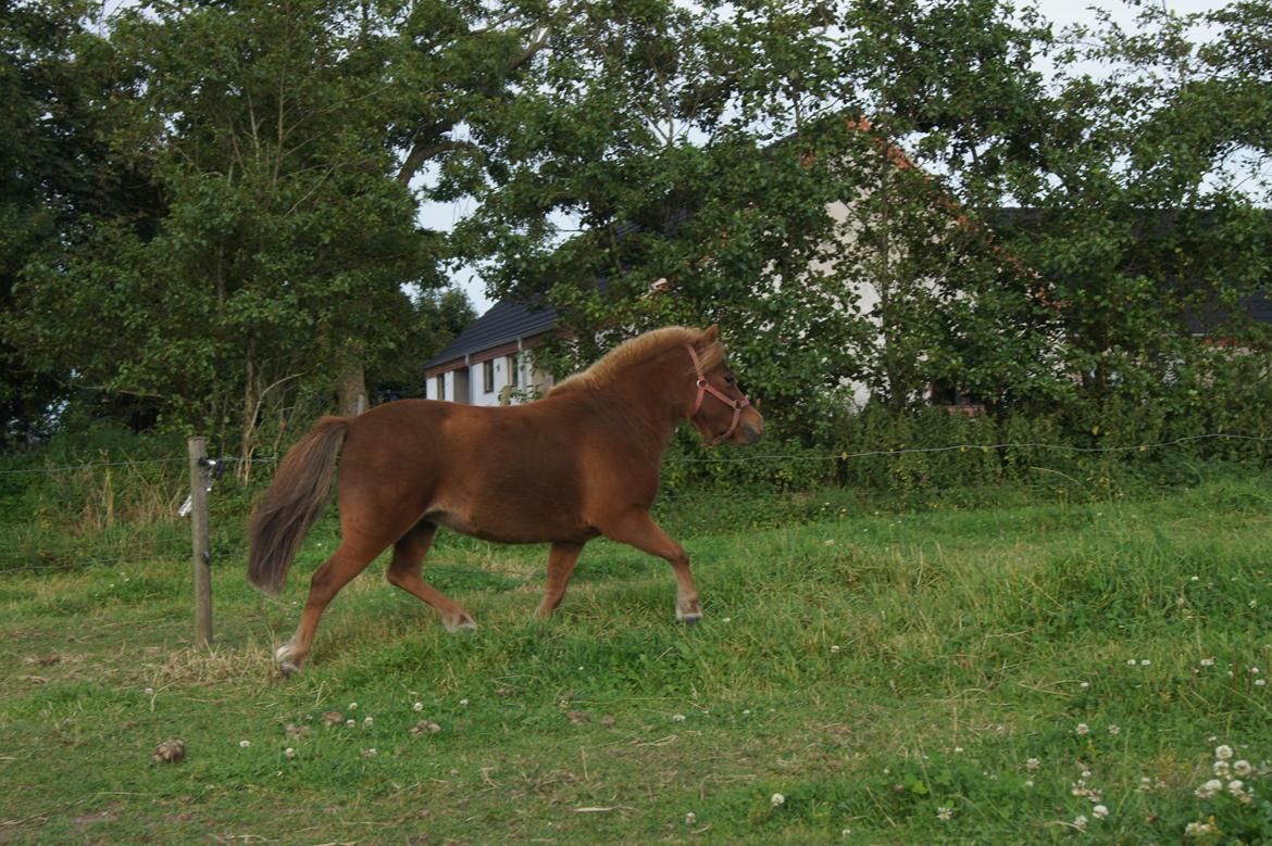 Shetlænder Jasmin >>SOLGT<< billede 12