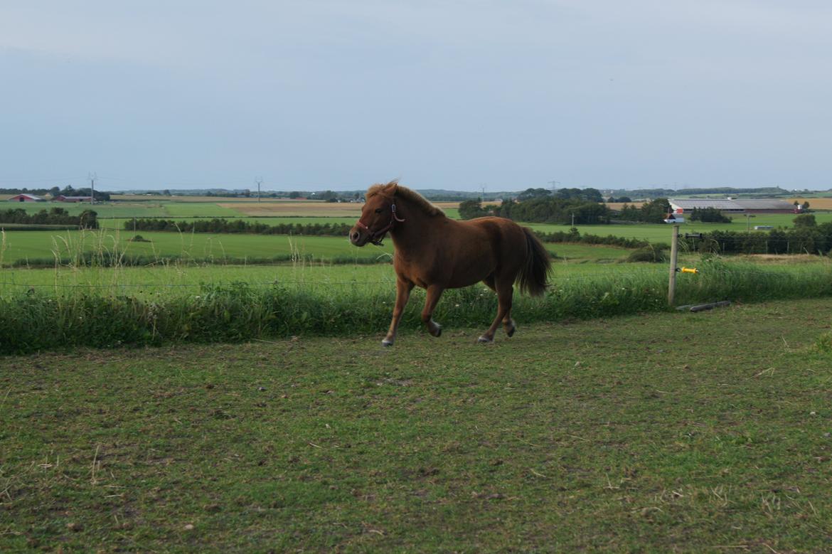 Shetlænder Jasmin >>SOLGT<< billede 13