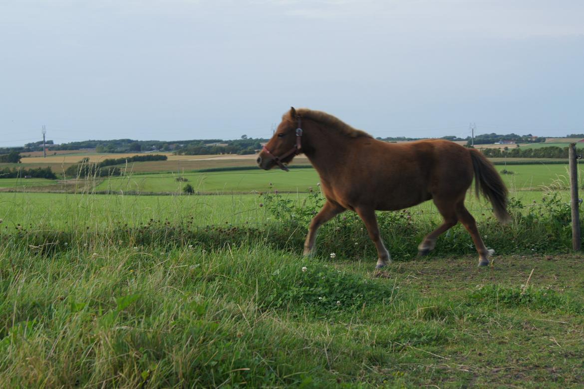 Shetlænder Jasmin >>SOLGT<< billede 14