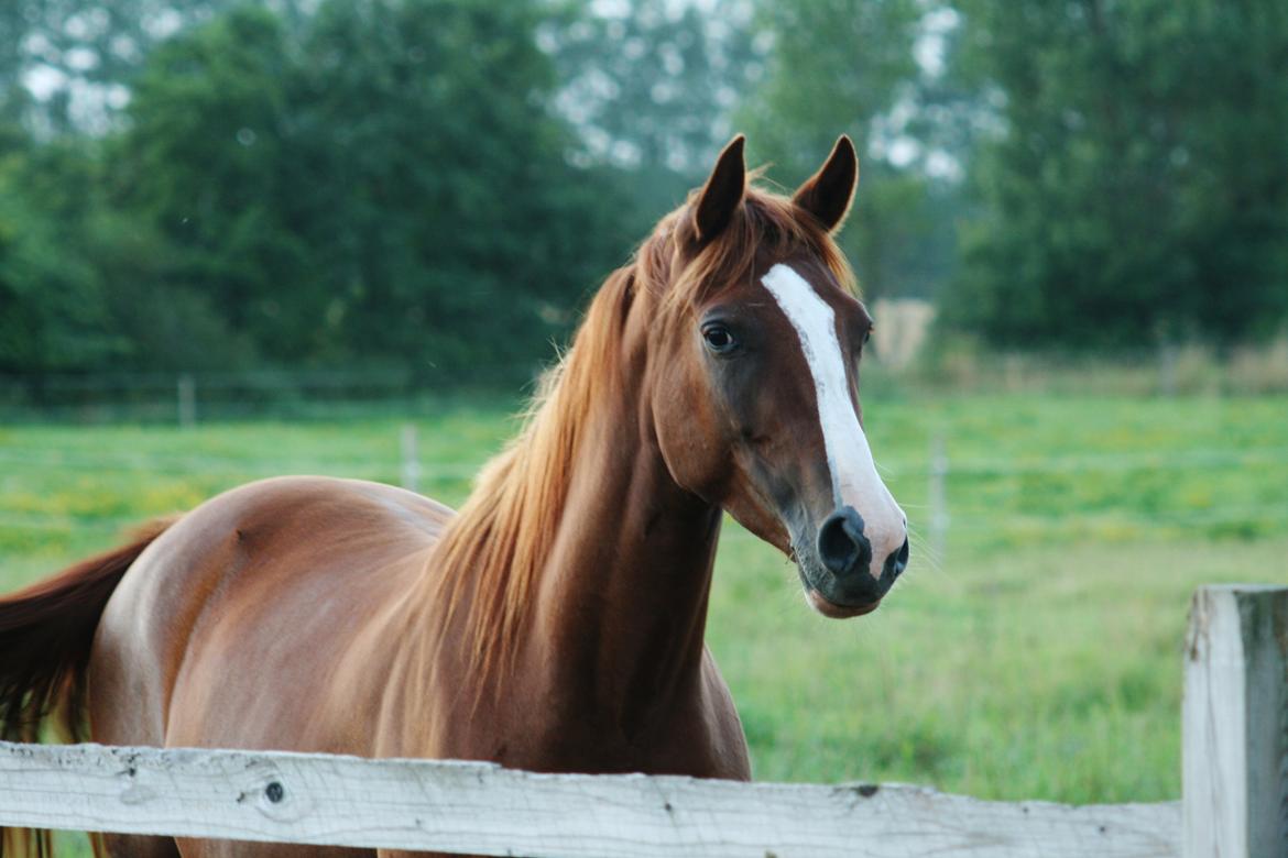 Anden særlig race † Tess † billede 14