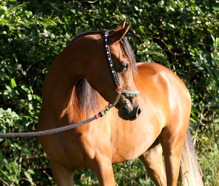 Arabisk fuldblod (OX) Chanel Cosh - Smukke Chanel 2012.
Billedet er taget af Charlotte -Davidson Arabians billede 1