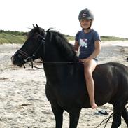 Welsh Pony af Cob-type (sec C) Little luke (The best<3)