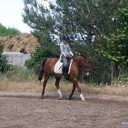 Anden særlig race Himmel hest Martini