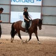 Welsh Pony af Cob-type (sec C) Connor