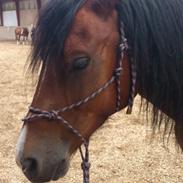 Welsh Pony af Cob-type (sec C) Connor