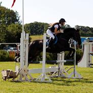 Welsh Cob (sec D) Mr. Black