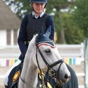 Irsk Sportspony Mosstown Smirnoff