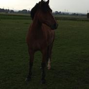 New Forest kjølens fabel