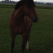 New Forest kjølens fabel