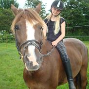 New Forest Lilholst Baluo