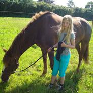 New Forest Lilholst Baluo