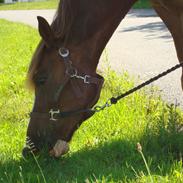 New Forest Lilholst Baluo