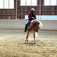 Tyroler Haflinger Sonata