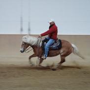 Tyroler Haflinger Sonata