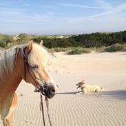 Tyroler Haflinger Sonata