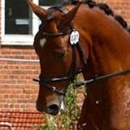 Dansk Varmblod TL Hot Fudge (Hotti)