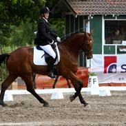 Dansk Varmblod TL Hot Fudge (Hotti)