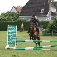 Pinto Chevál Tobiano