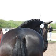 Oldenborg Tiana ( Tanja ROL 9667)