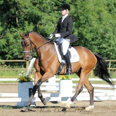 Dansk Varmblod Allegro