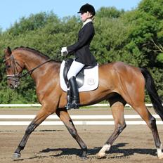 Dansk Varmblod Allegro