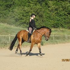 New Forest Sultan De Civry