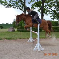 Anden særlig race Hercules