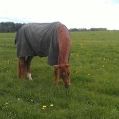 Norsk Varmblod  L.A. Rapsidy