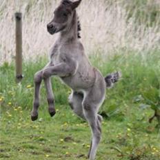 Islænder Djoerf *solgt*