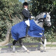 New Forest | Lundemarksgårds C. Ance *B-PONY*