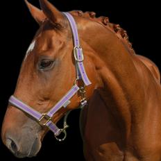 Dansk Varmblod REGITZE