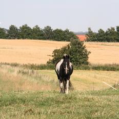 Irish Cob Crossbreed Bajella