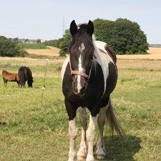 Irish Cob Crossbreed Bajella
