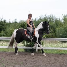 Irish Cob Crossbreed Bajella